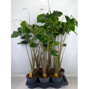 Alocasia macrorrhizos 'Stingray'