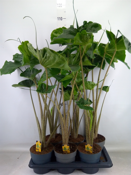 <h4>Alocasia macrorrhizos 'Stingray'</h4>