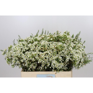 Chamelaucium Ivory Pearl