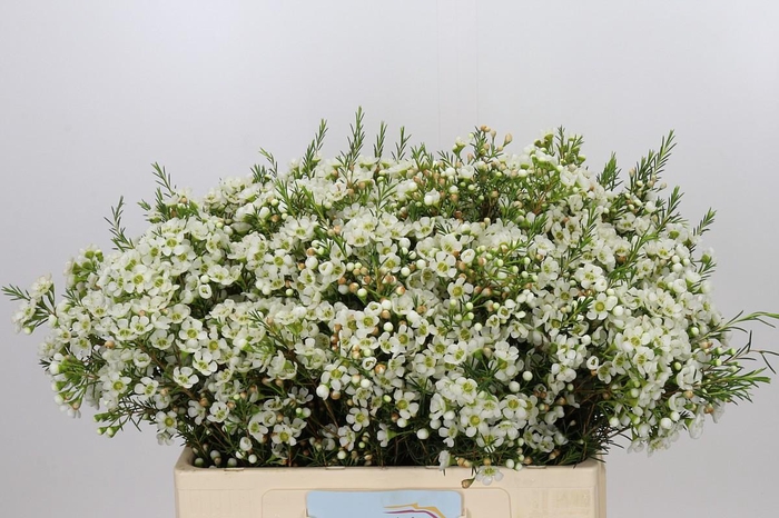 <h4>Chamelaucium Ivory Pearl</h4>