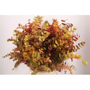 Euca Cinerea De Luxe 200gr P Bunch