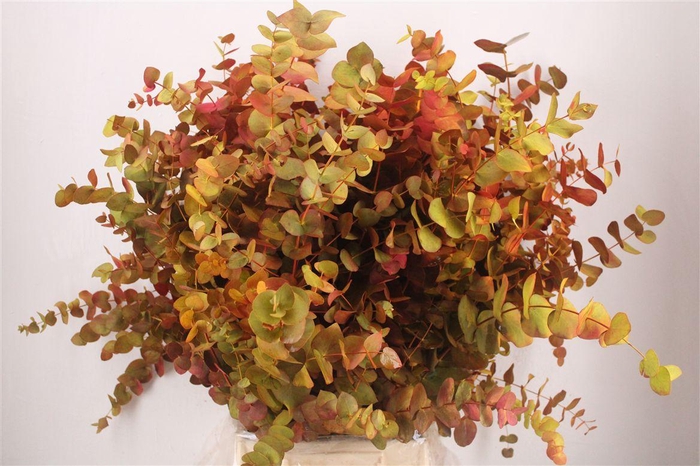 <h4>Euca Cinerea De Luxe 200gr P Bunch</h4>