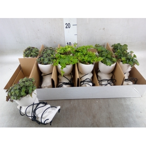Arr.   Kamerplant Groen L%