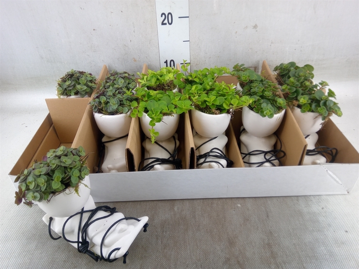 <h4>Arr.   Kamerplant Groen L%</h4>