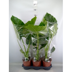 Alocasia macrorrhiza