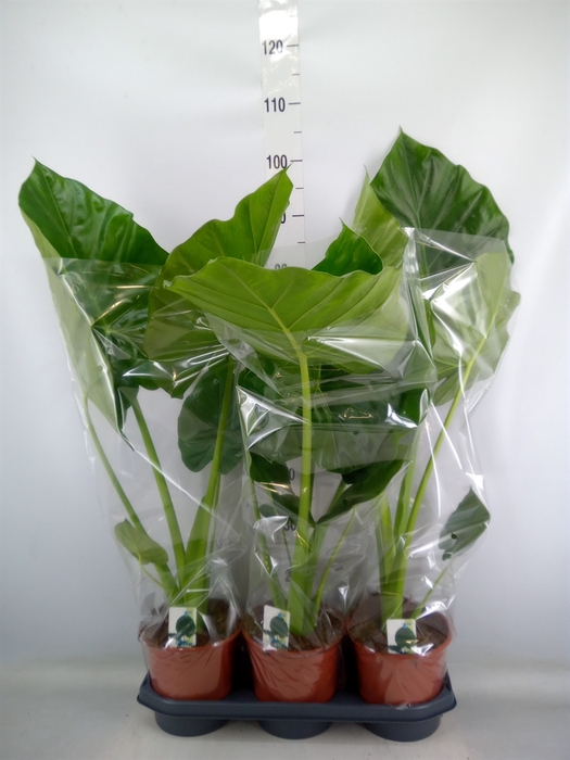 <h4>Alocasia macrorrhiza</h4>