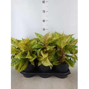 Aglaonema   ...