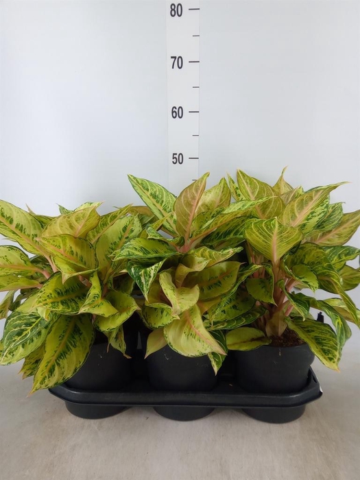 <h4>Aglaonema   ...</h4>