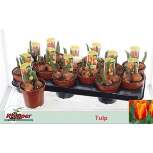 Tulp Flair
