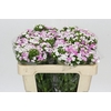 Dianthus Br Amazon Rose Magic