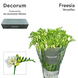 Freesia du Versailles
