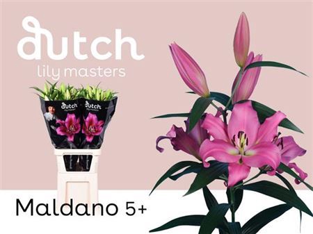 <h4>Li Ot Maldano Pink 5+</h4>