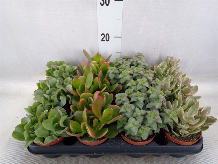 <h4>Crassula   ...mix</h4>