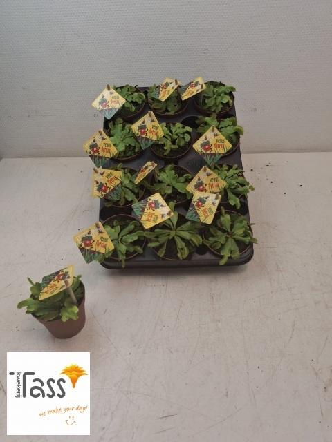 <h4>DIONAEA MUSCIPULA</h4>