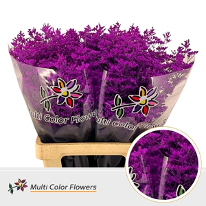 Limonium Erica