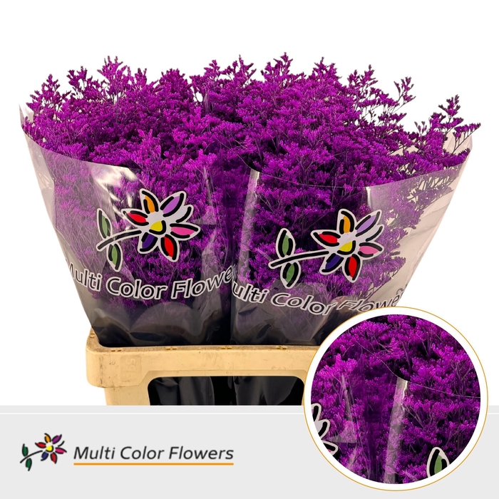 <h4>Limonium Erica</h4>