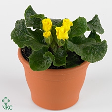 PRIM AC PRIMASAN YEL