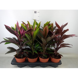 Cordyline   ...mix