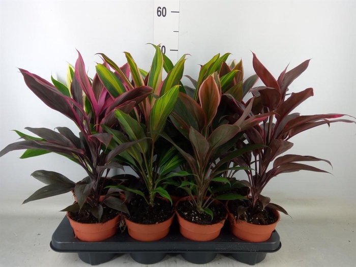 <h4>Cordyline   ...mix</h4>