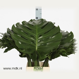 MONSTERA BLAD