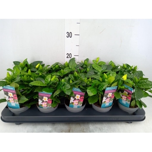 Gardenia jasminoides