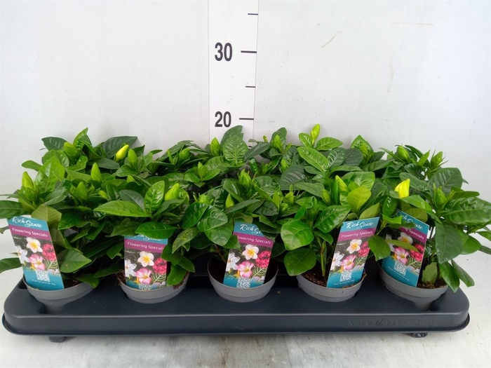 <h4>Gardenia jasminoides</h4>