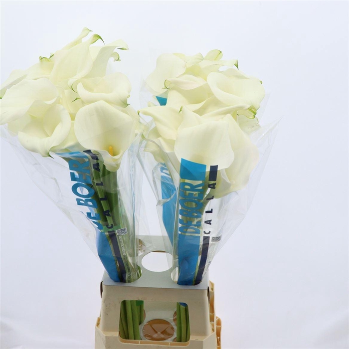 <h4>Calla Ventura</h4>