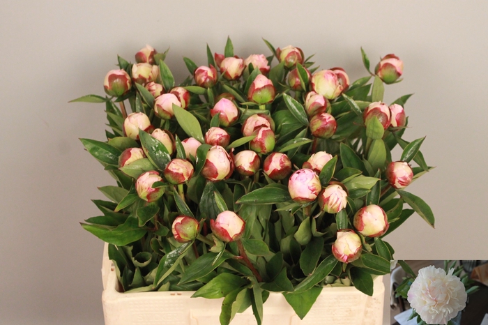 <h4>PAEO L GARDENIA</h4>