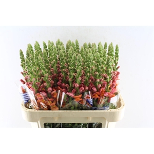 Antirrhinum Avignon Orange