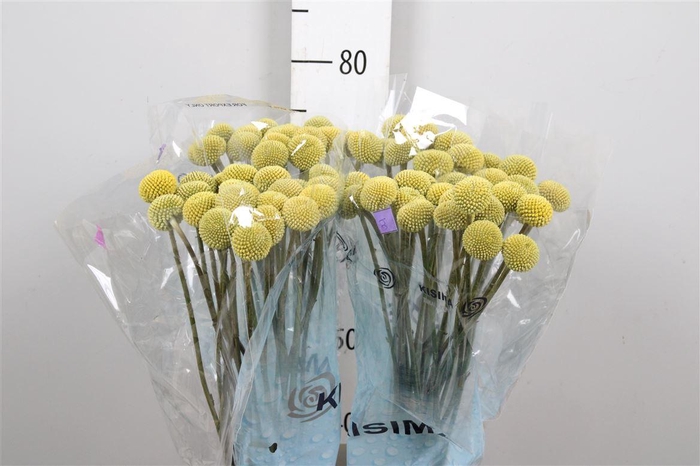 <h4>Cras Paintball Pop</h4>