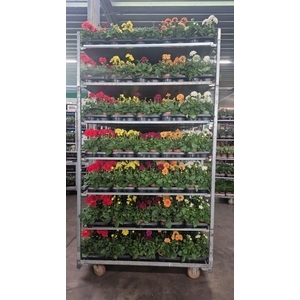 DAHLIA MIXK 5 KL