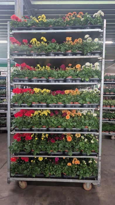 <h4>DAHLIA MIXK 5 KL</h4>