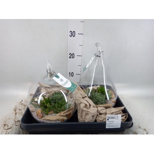 Arr. Succulents H%