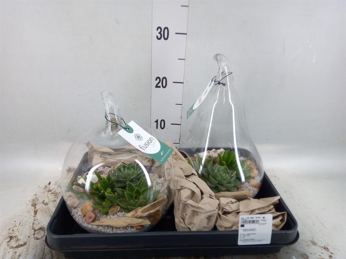 <h4>Arr. Succulents H%</h4>
