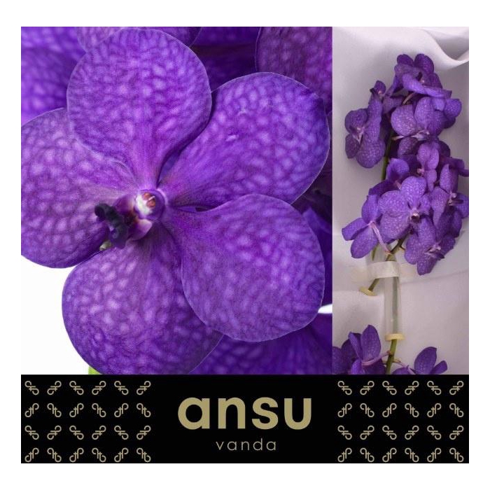 <h4>VANDA TAYANEE BLUE</h4>