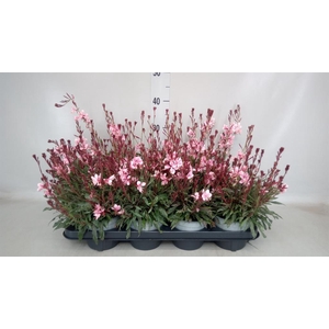 Gaura lindheimeri 'Gaudi lght Pink'