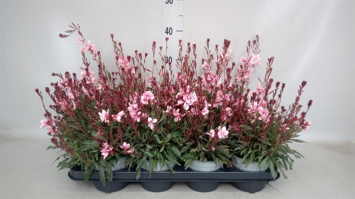 <h4>Gaura lindheimeri 'Gaudi lght Pink'</h4>