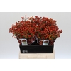 Rozenbottel Autumn Rosefruits