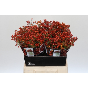 Rozenbottel Autumn Rosefruits