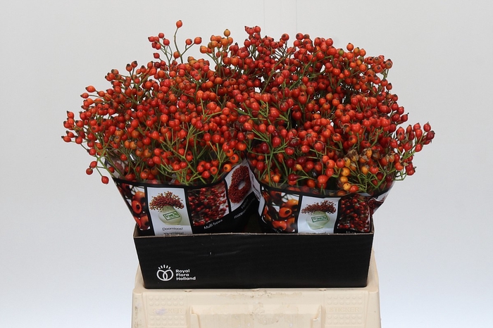 Rozenbottel Autumn Rosefruits