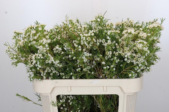 <h4>CHAME GRACE</h4>