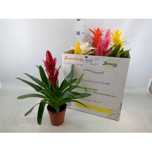 Bromelia   ...mix  6