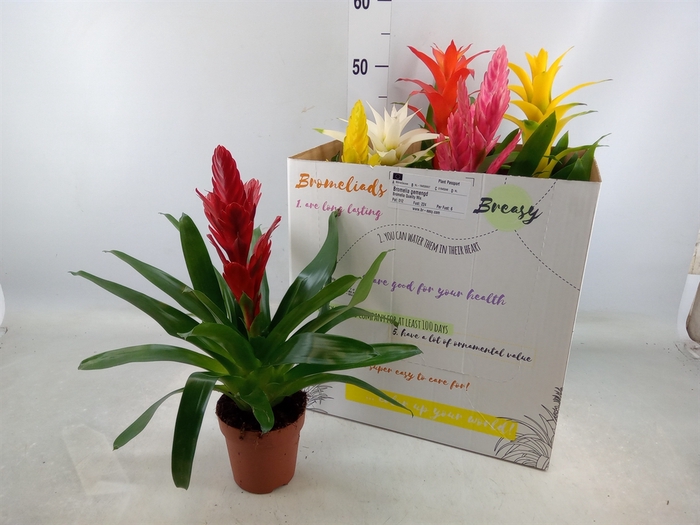 <h4>Bromelia   ...mix  6</h4>