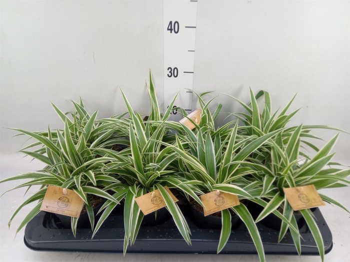 <h4>Chlorophytum com. 'Ocean'</h4>