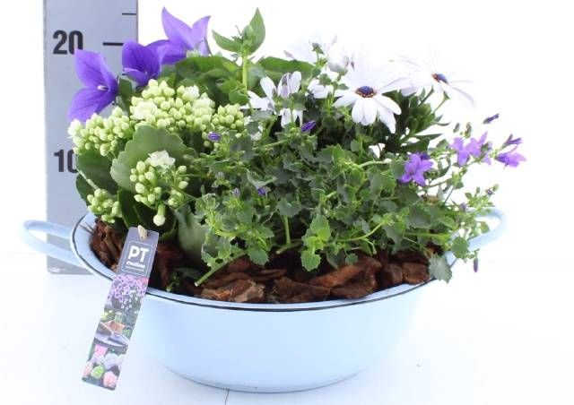 <h4>ARR TUINPLANTEN</h4>