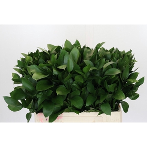 RUSCUS HYPOPHYLLUM