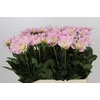 Dahlia Princess Kate