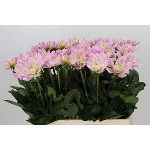 Dahlia Princess Kate