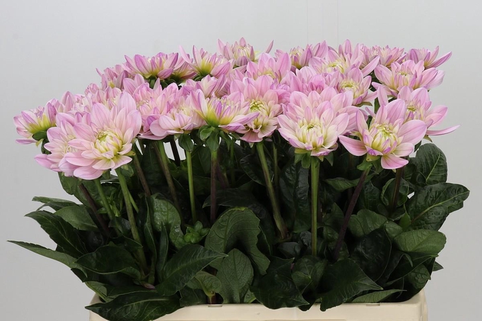 <h4>Dahlia Princess Kate</h4>