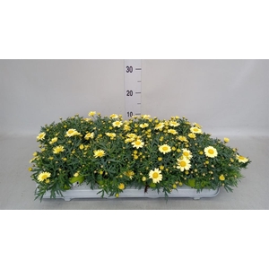 Argyranthemum  'La Rita Yellow'